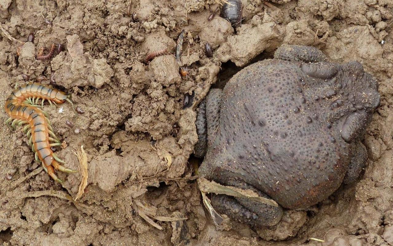 Strani vicini: Bufo bufo e Scolopendra cingulata